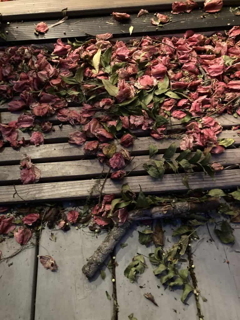 A smattering of rose-colored pods on our welcome mat, an example of the grace of leaves.