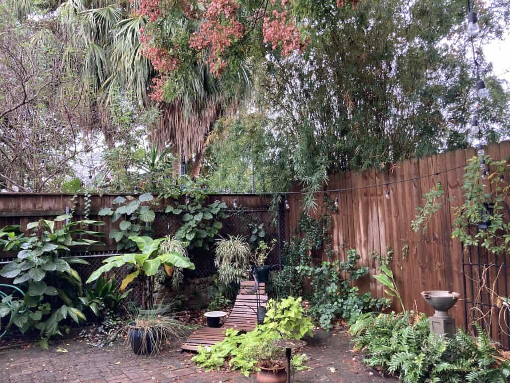 Our rain loving backyard 