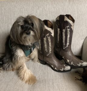Evangeline the dog with my new cowboy boots