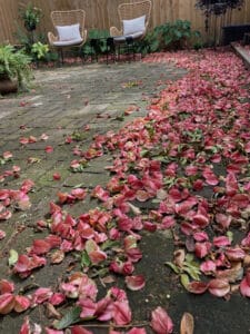 pink blossoms from Golden Raintree that matters of the heart see as scattered rose petals