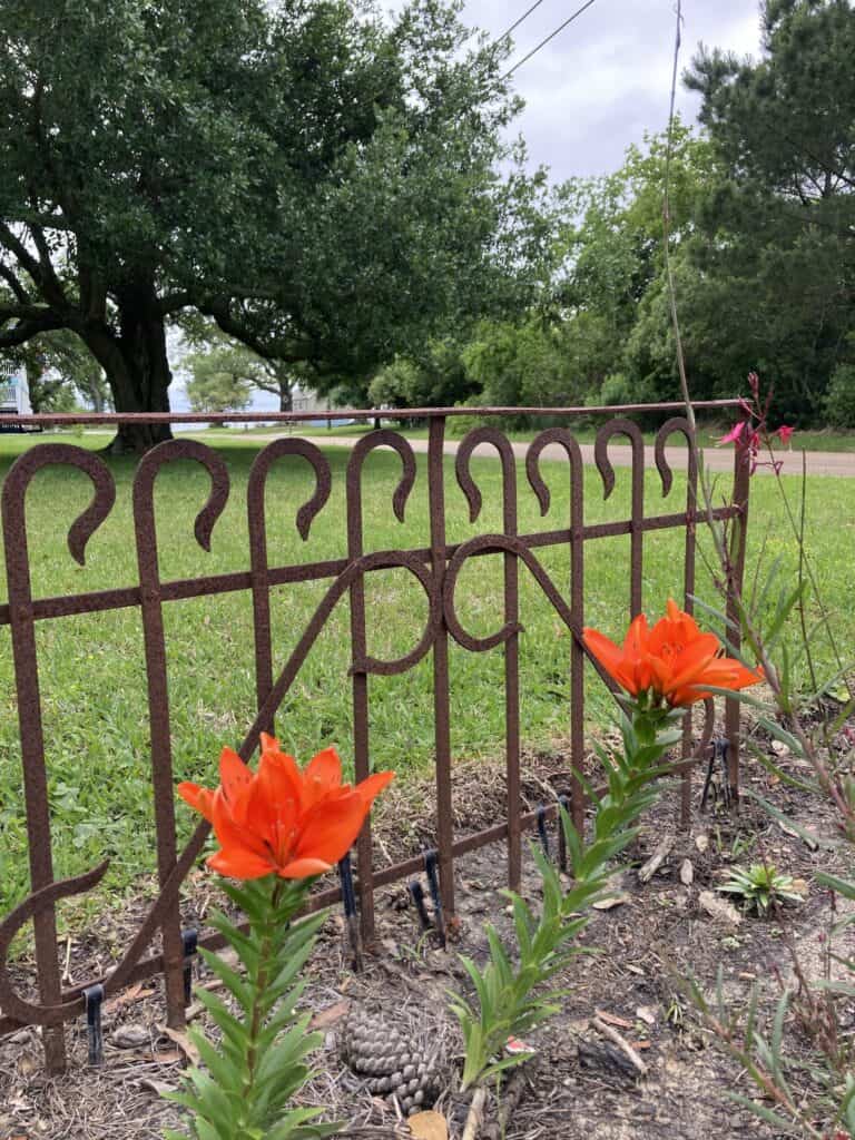 Lilies blooming by an iron gate to help us forget what we've made of Christianity. 