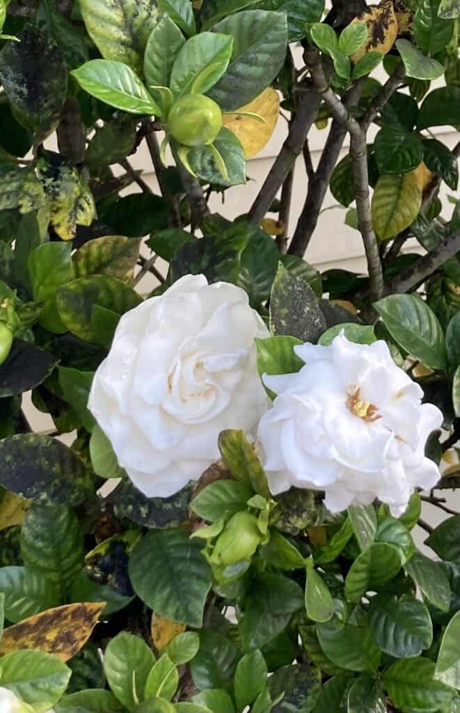 When he Bishop came to our house, it was as glorious as these white blooming gardenias on their glossy green leaves. 