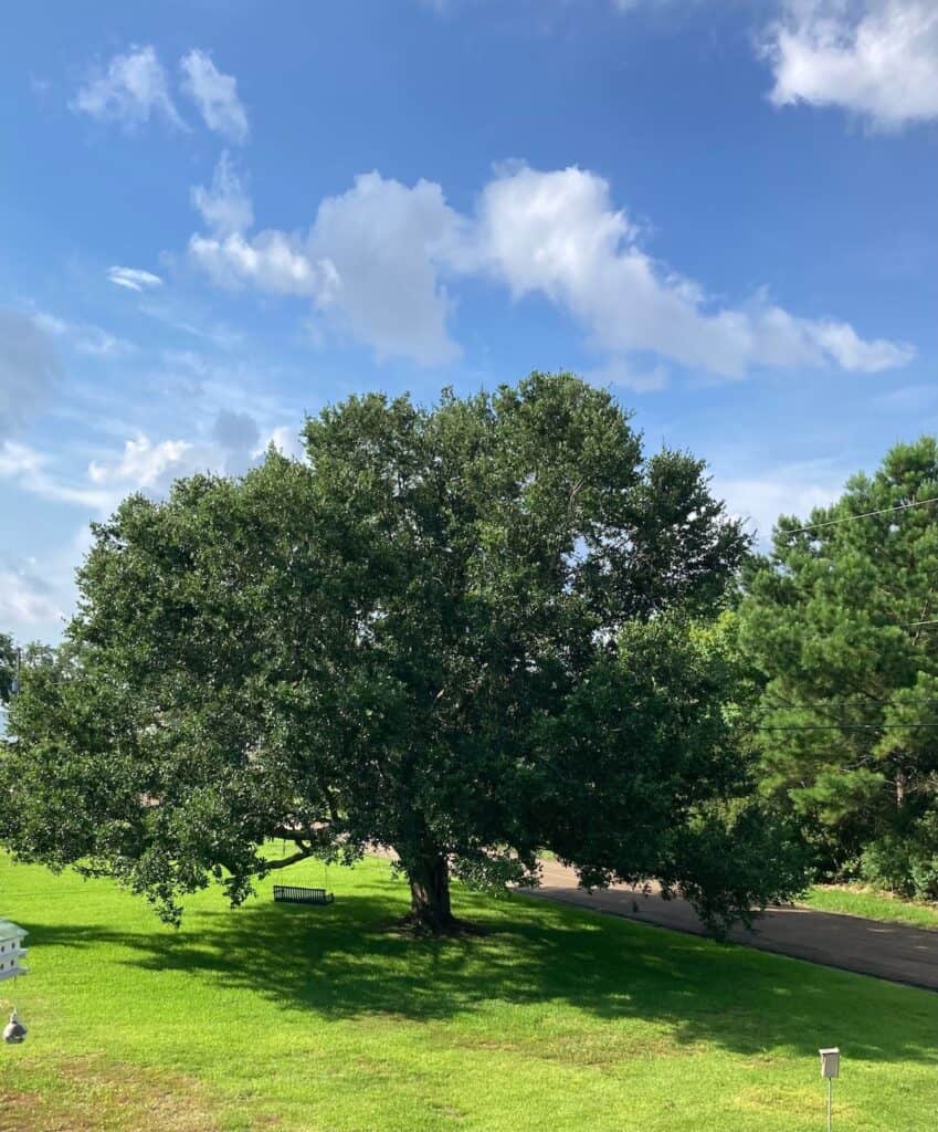 The live oak in our yard that I passed on my Howard Thurman walk