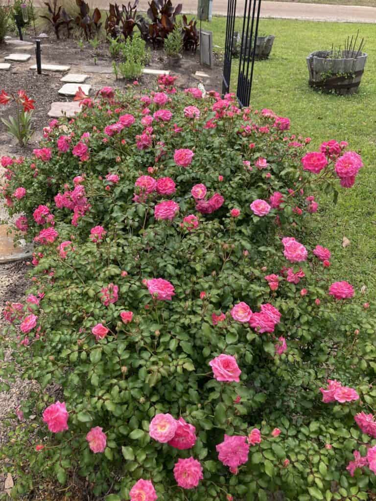 A bed of exuberant pink ground cover roses to accompany my spring cleaning, writer's style
