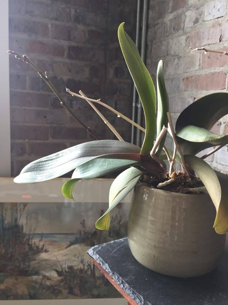 A orchid not blooming with brick wall in the background and slate pad to accompany nearing Vicksburg post