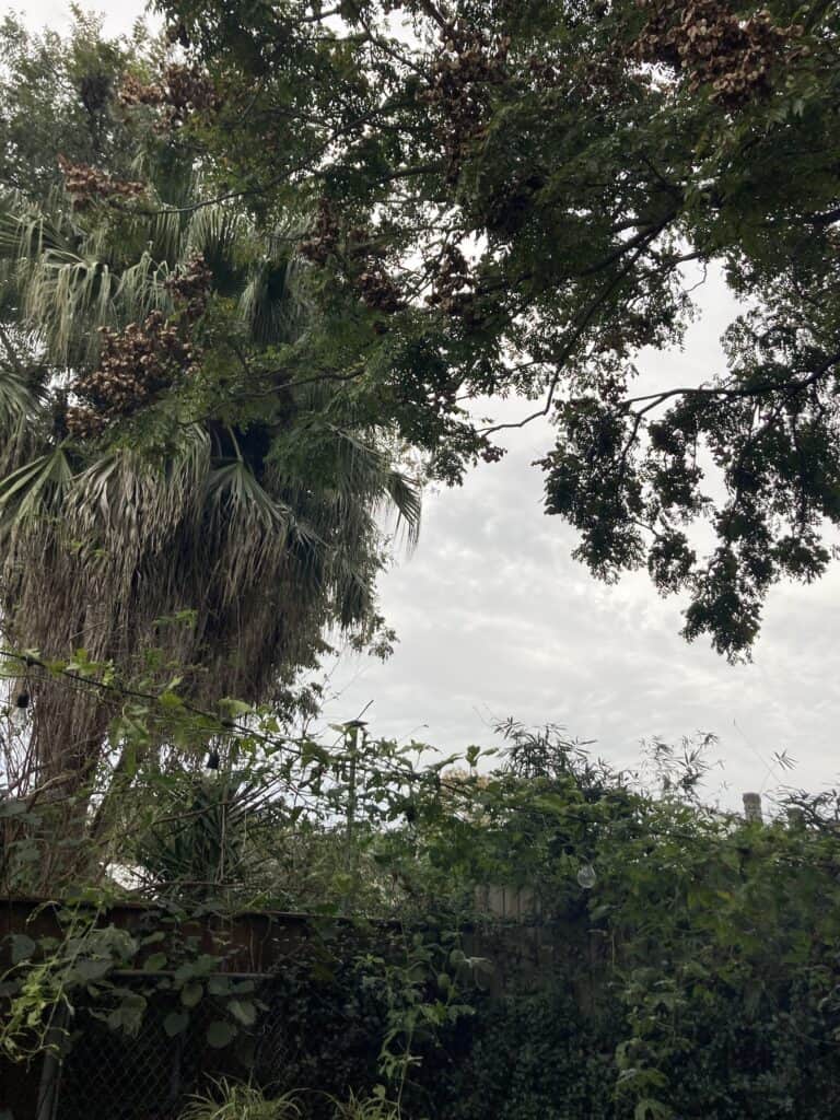 The Chinese Golden Rain Tree and palm fronds where the squirrels hop from one to the other, getting no rest.