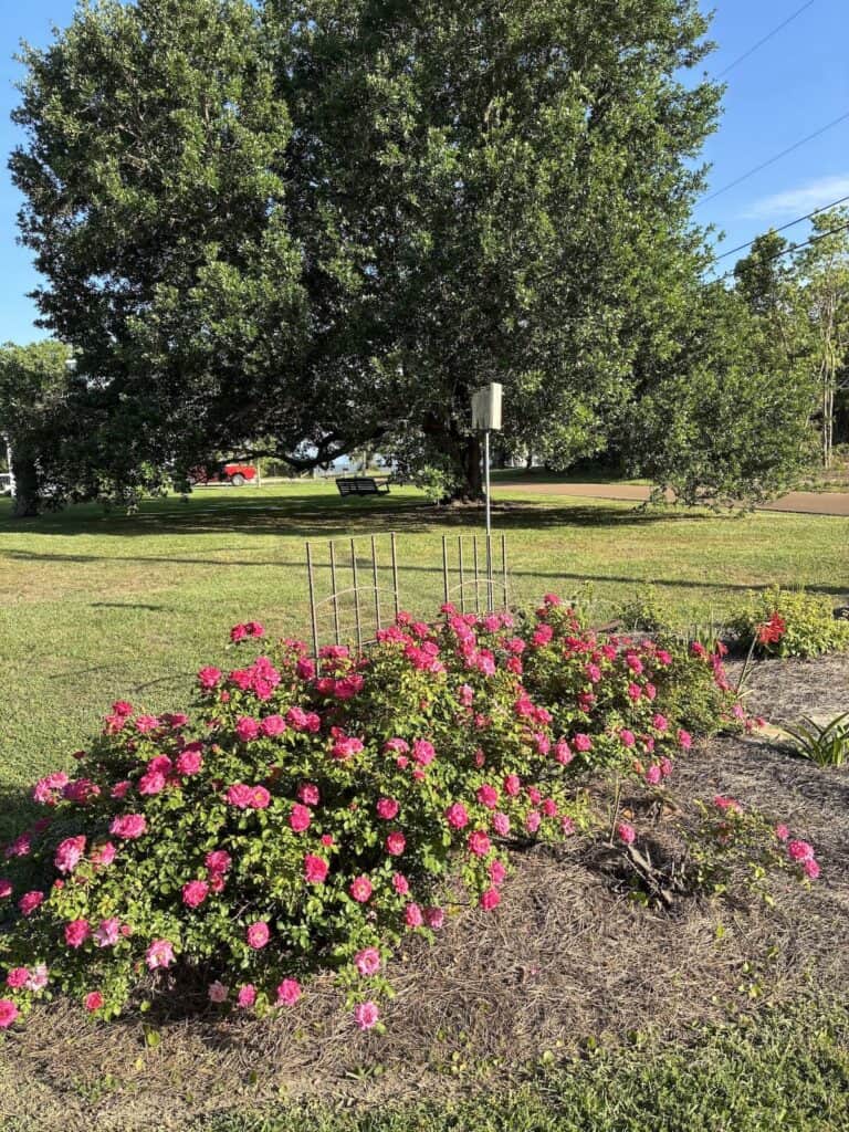 foreground of pink/red ground cover roses with a large live oak in the background, illustrating life in the south